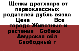 Щенки дратхаара от первоклассных  родителей(дубль вязка) › Цена ­ 22 000 - Все города Животные и растения » Собаки   . Амурская обл.,Свободный г.